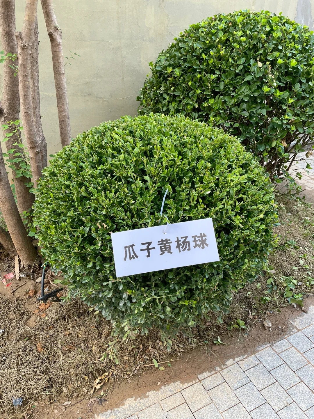 这是三年A班江直树?