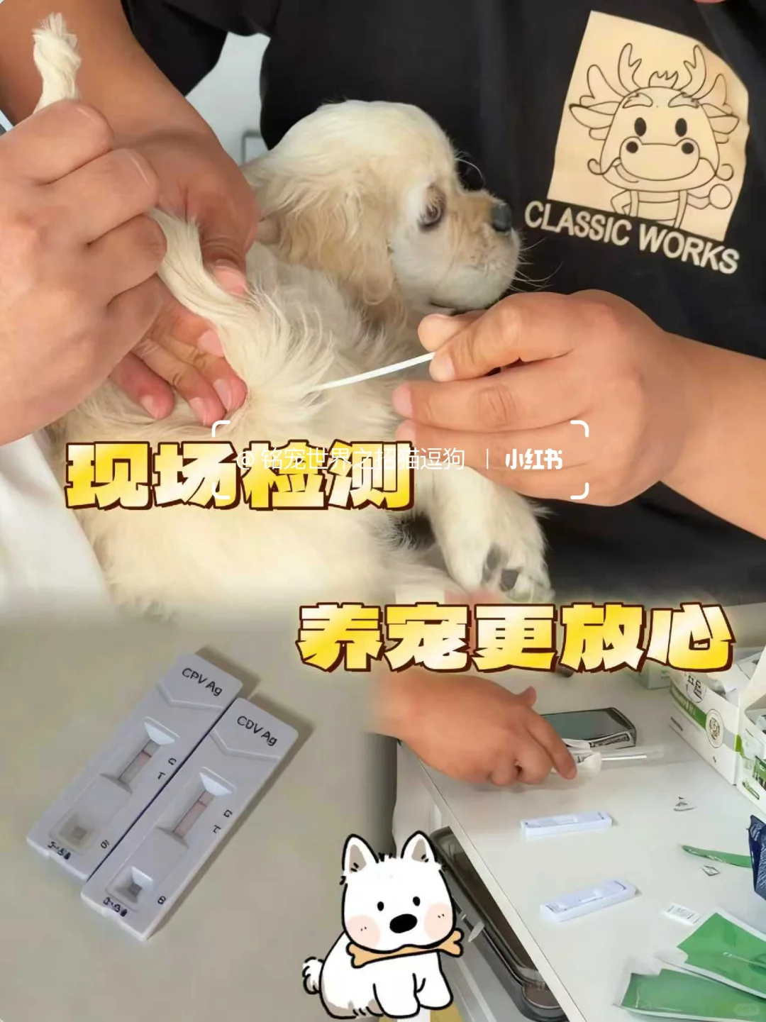 北京养宠人狂喜?挖到一家神仙犬舍!