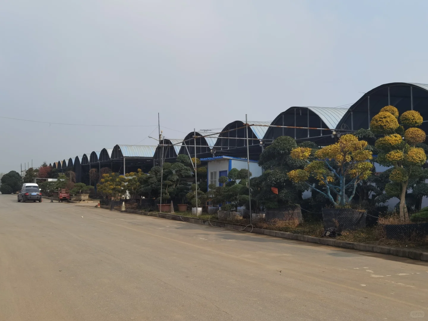 西部最大的苗木采购基地—裕盛苗木市场