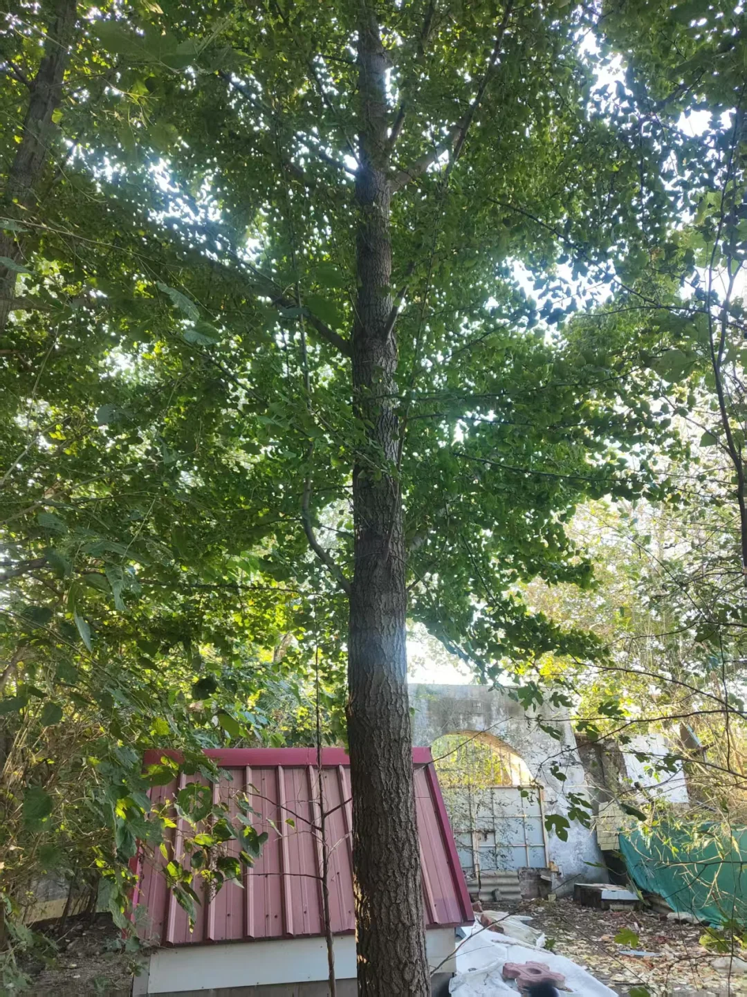  ?唐山丰南苗木捡漏！