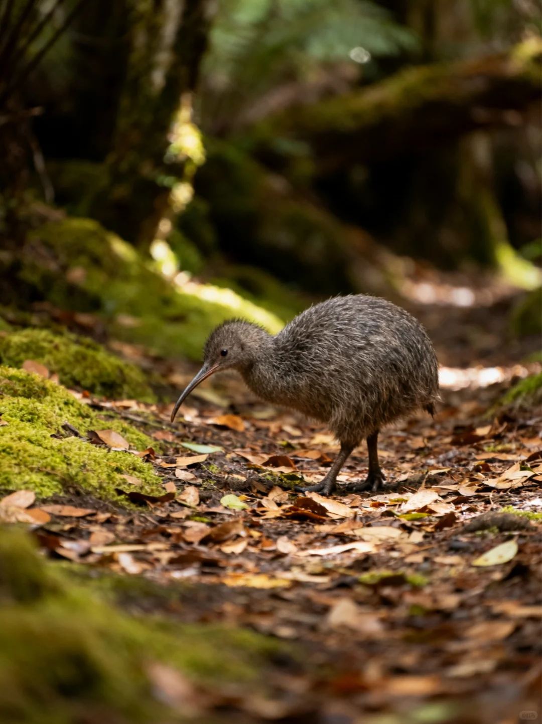 ?新西兰国宝Kiwi鸟冷知识揭秘！惊呆！