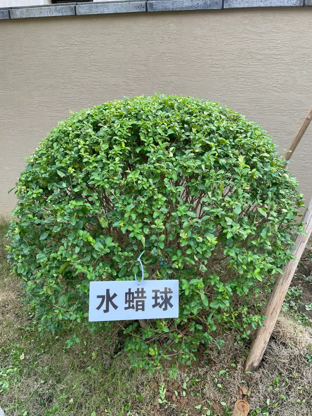 这是三年A班江直树?