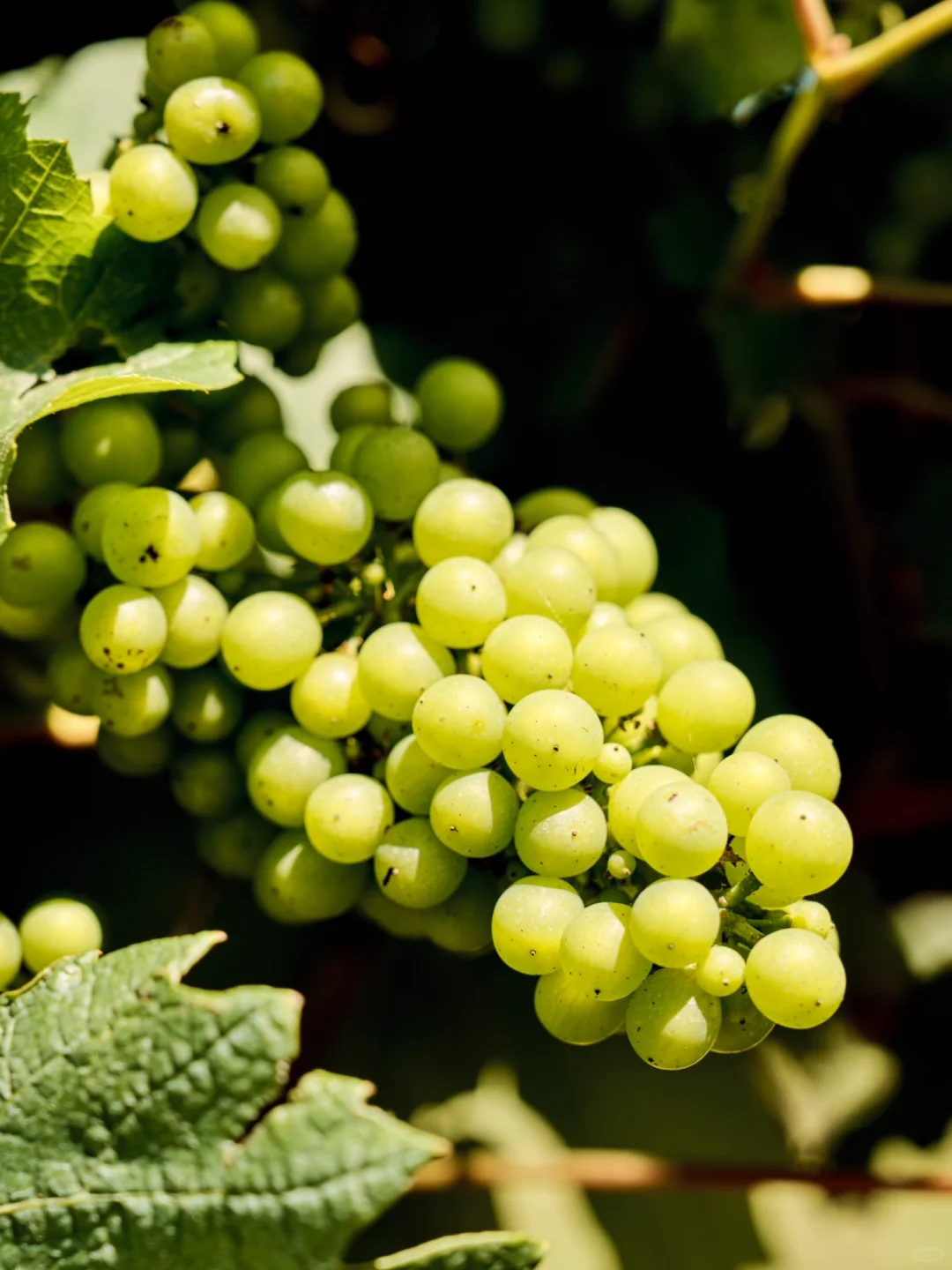 进博会邀请函‼️佐佐庄园招募品鉴官?