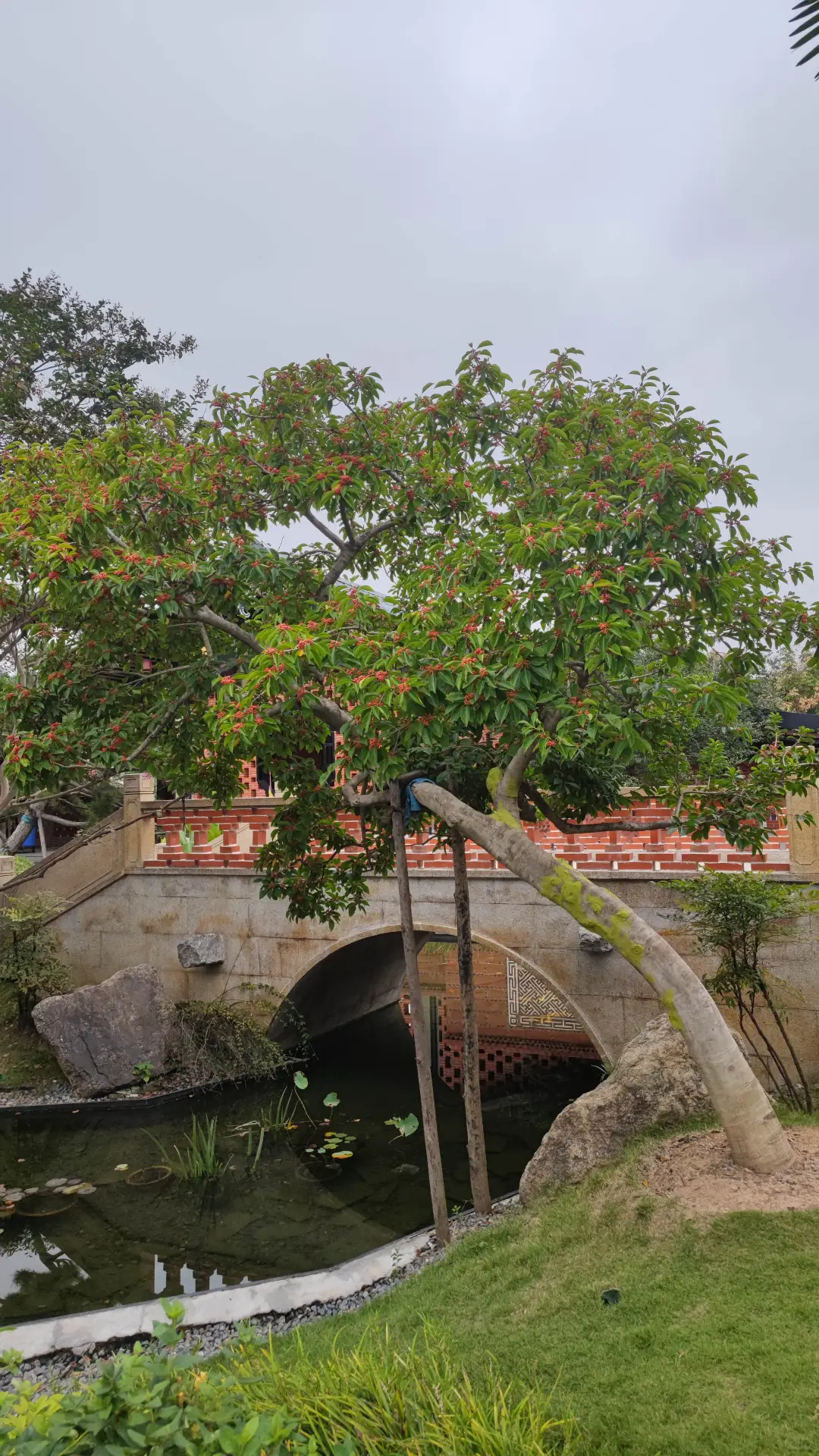 铁冬青：北亚热带最美的观果类常绿乔木