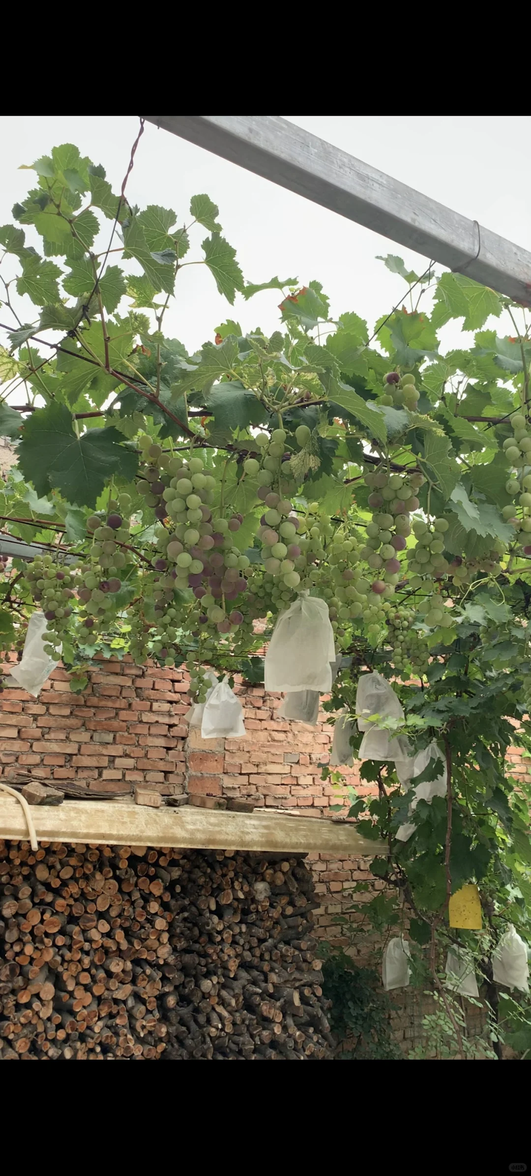 葡萄苗靠谱店铺大全(2块一棵,快冲)