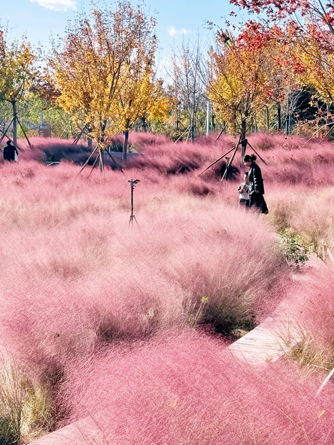 大兴永定公园|秋日里的粉色田野错过等一年