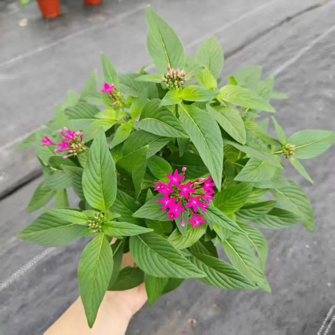 【苗木~五星花】