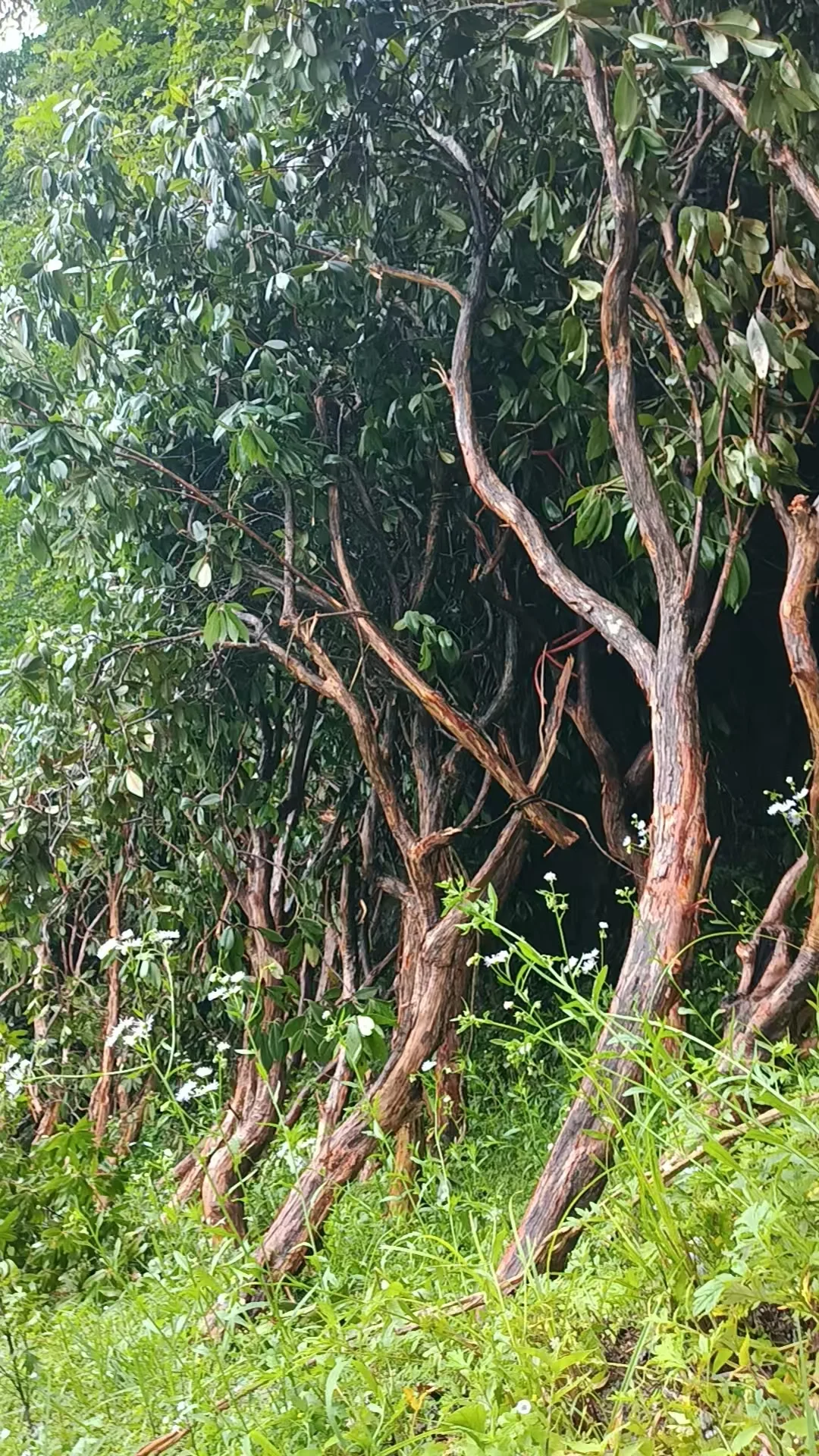 植物素材、马醉木枝材、仿