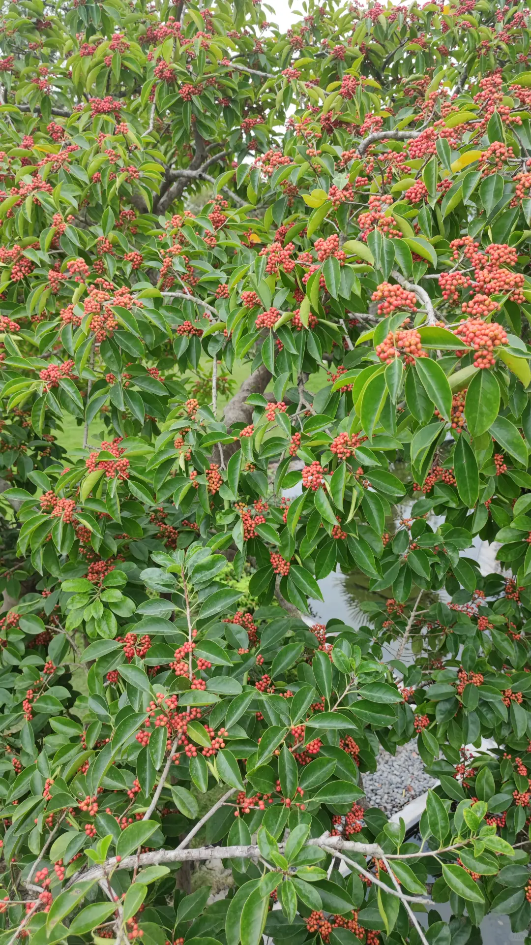 铁冬青：北亚热带最美的观果类常绿乔木