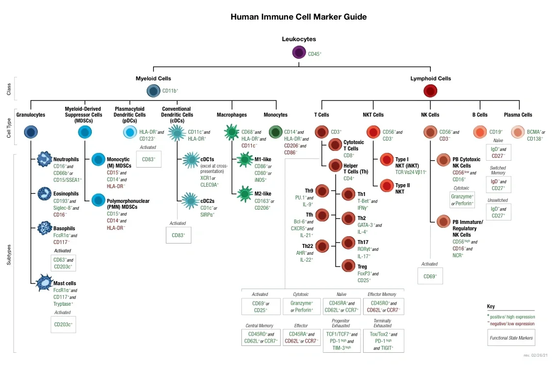 人类免疫细胞标志物图谱总结