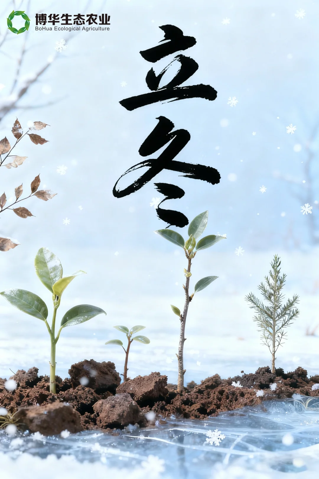 ? 立冬已至 | 苗木的冬日生长序章