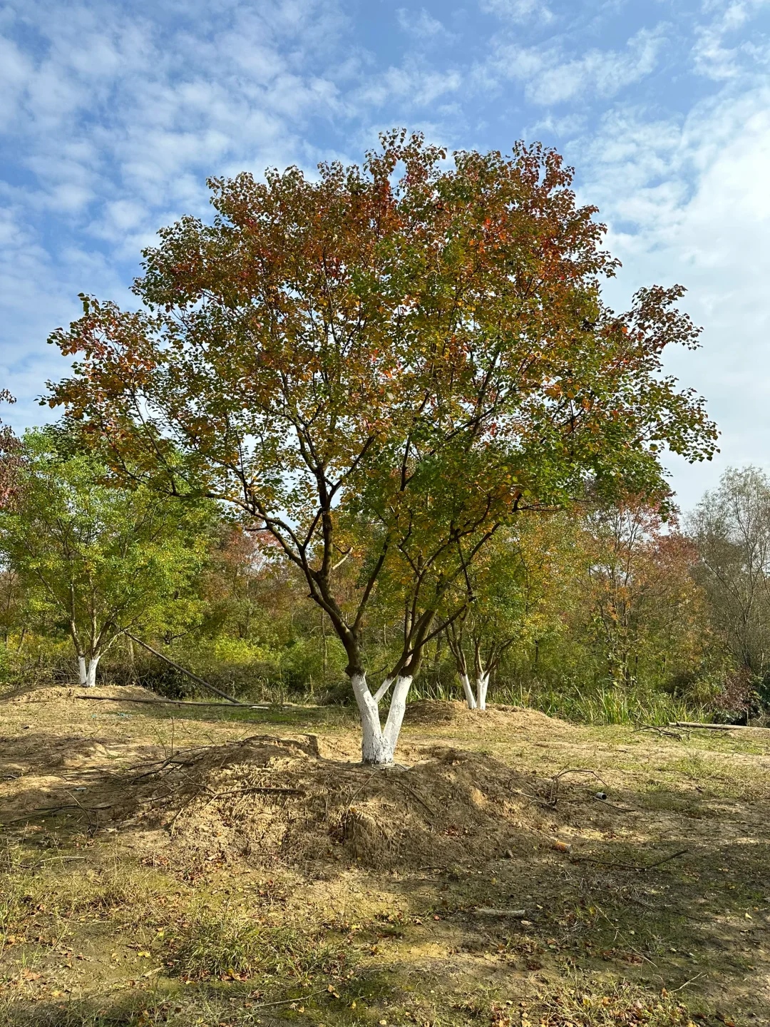 独本原生丛生乌桕秋季?与夏季?
