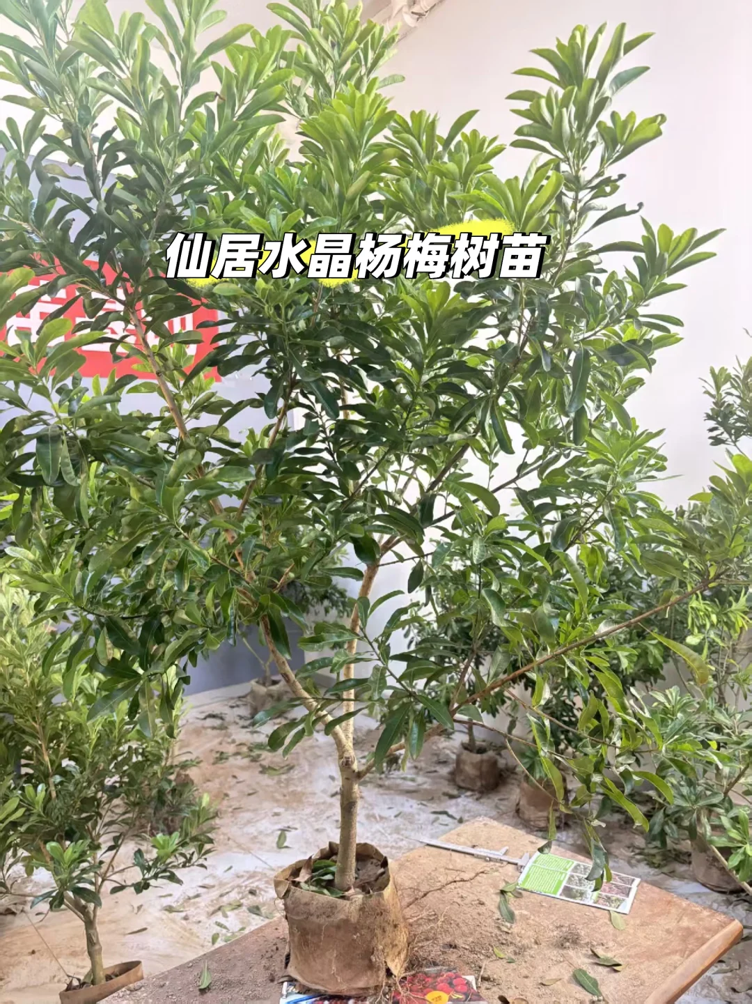 果树苗推荐-水晶杨梅树苗