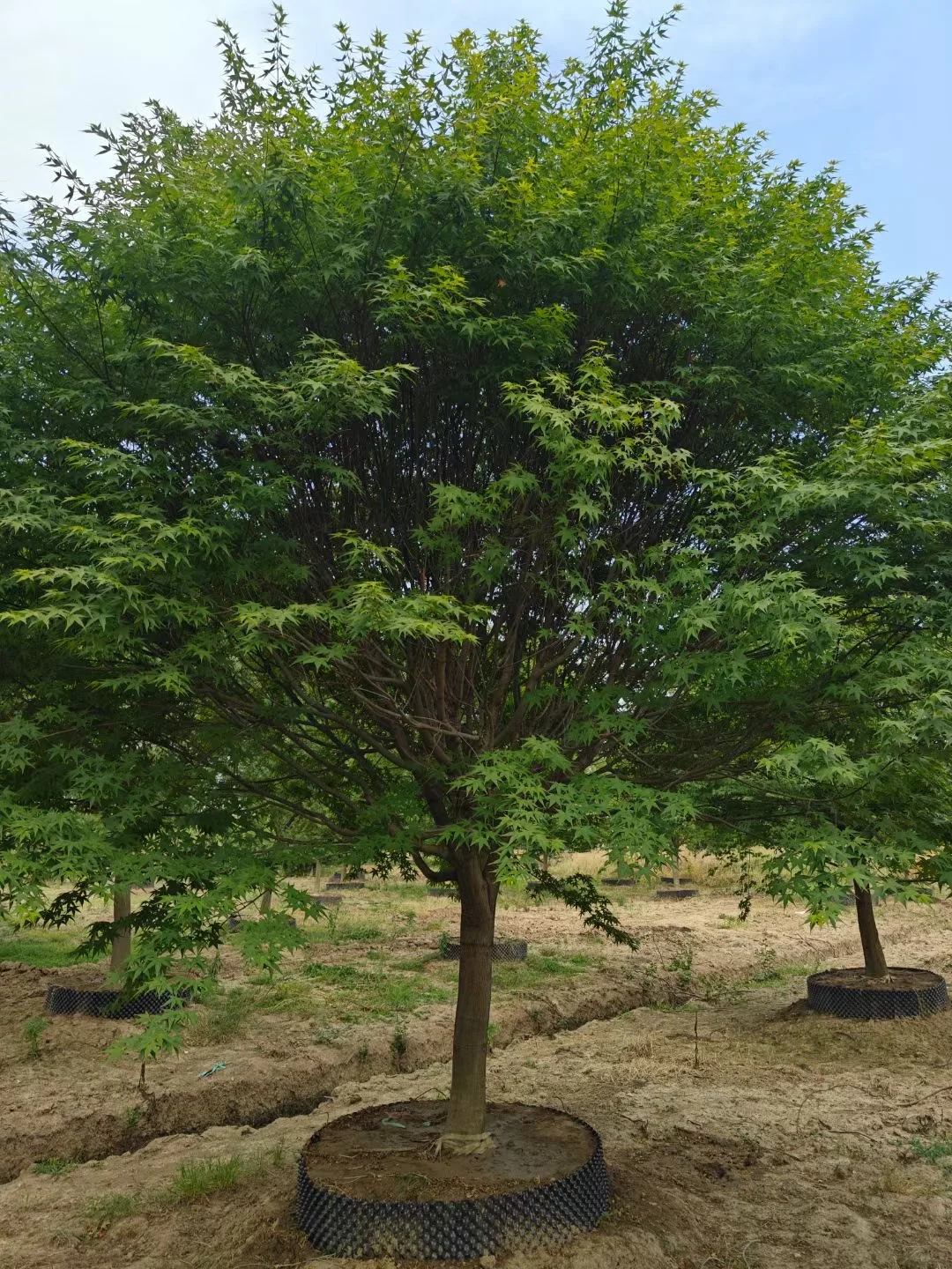 一园一树——鸡爪槭