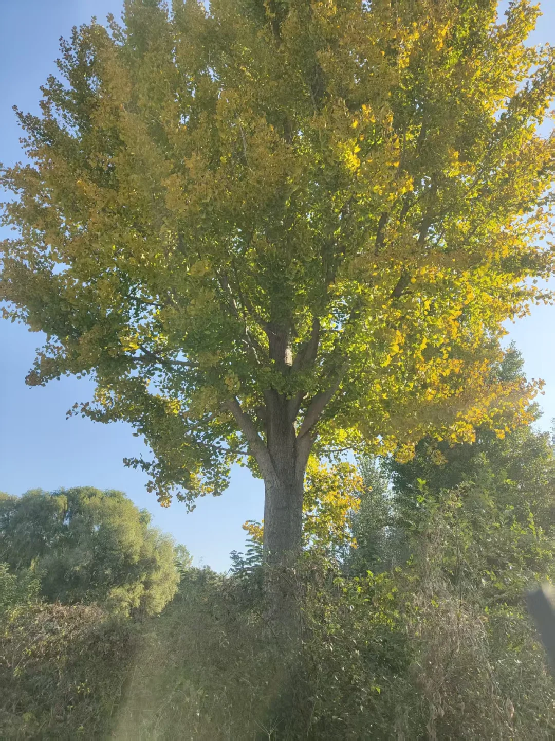  ?唐山丰南苗木捡漏！