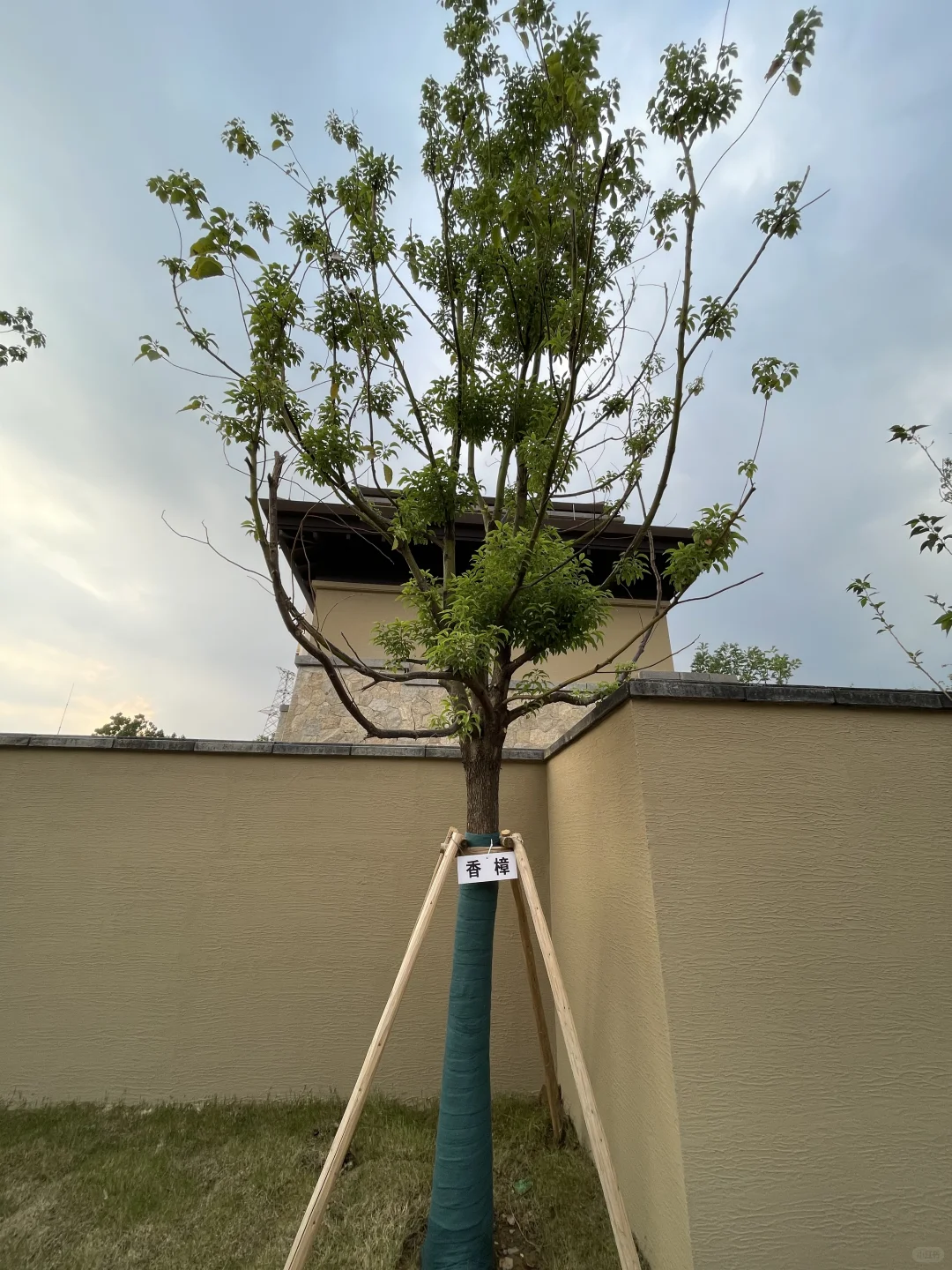 这是三年A班江直树?