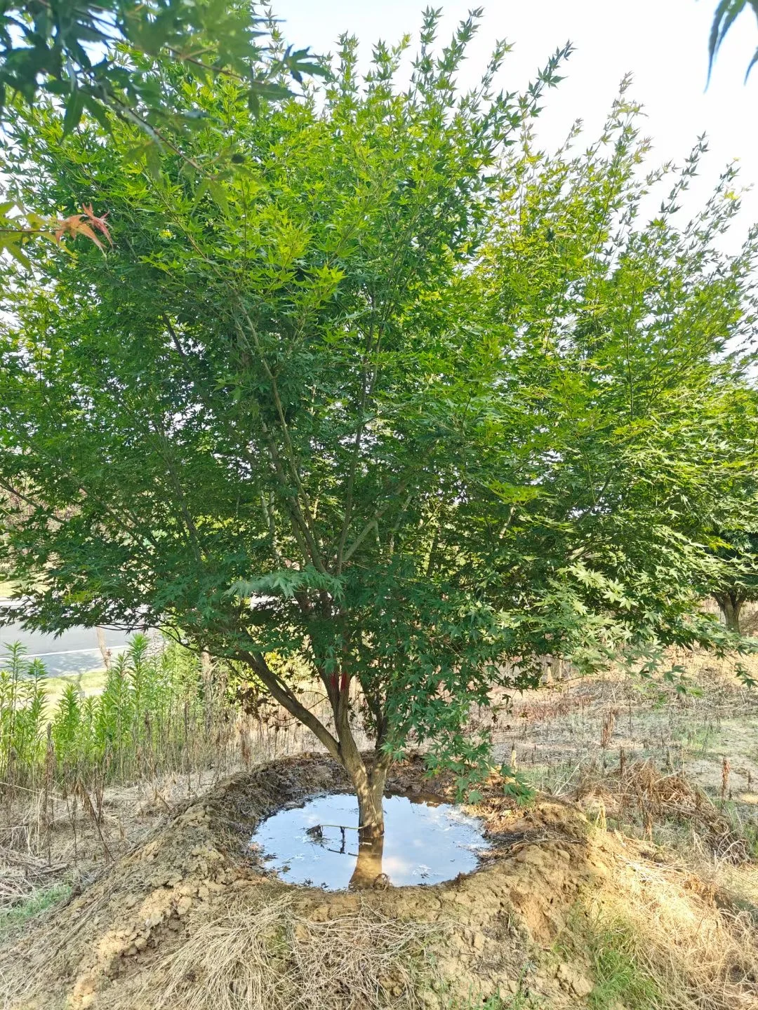 一园一树——鸡爪槭