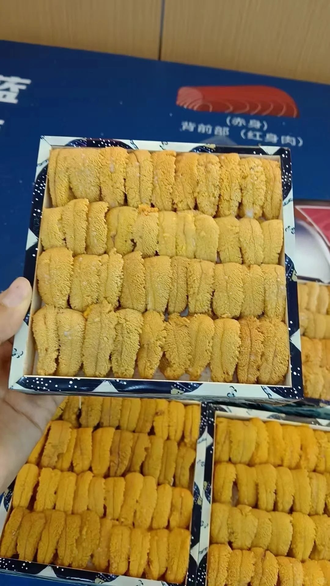 海胆脑袋冲冲冲