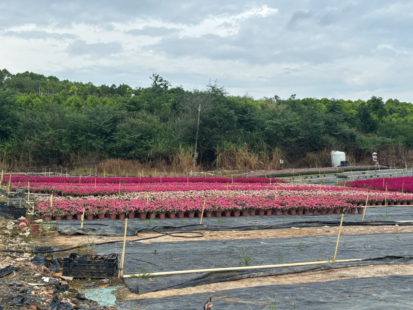 园林养护牛马日常