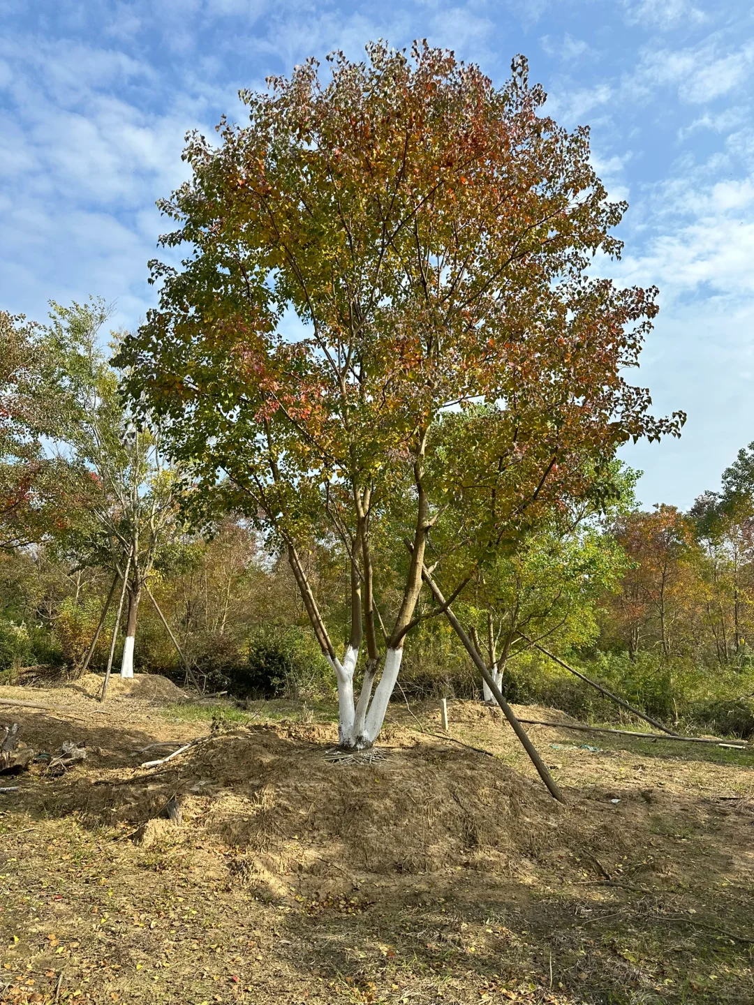 独本原生丛生乌桕秋季?与夏季?