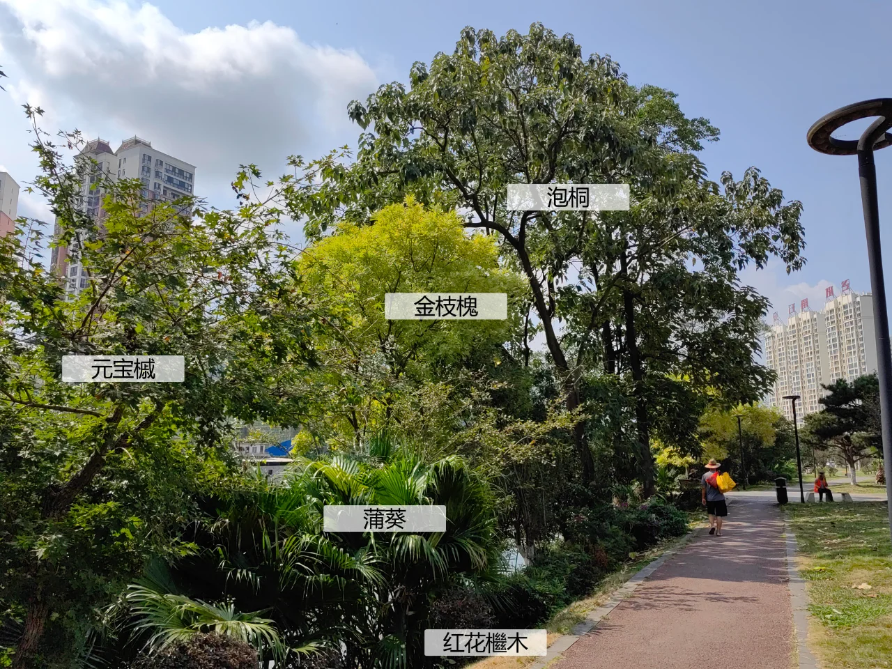 园林植物配置实景