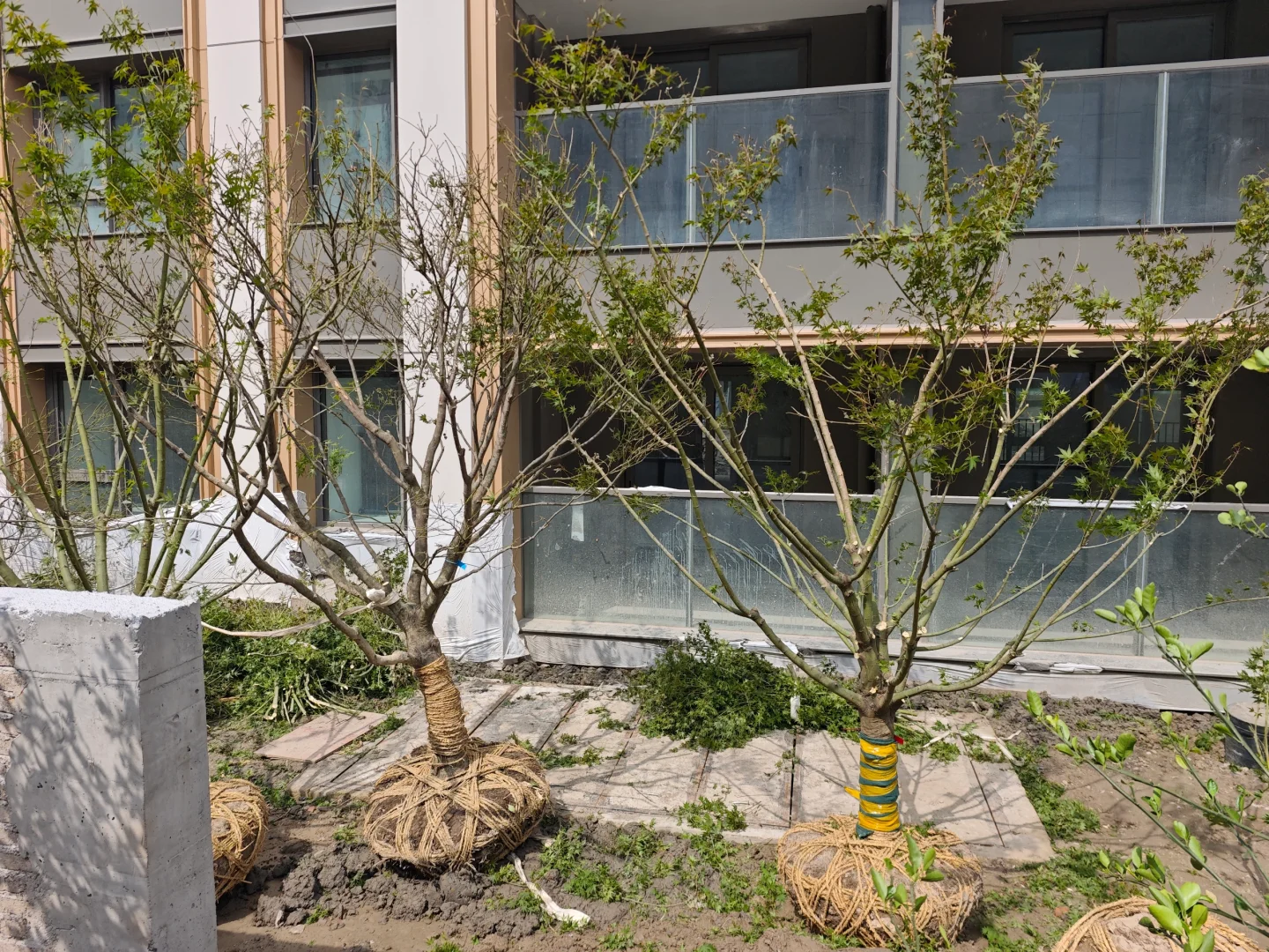 果树，乔灌木进场