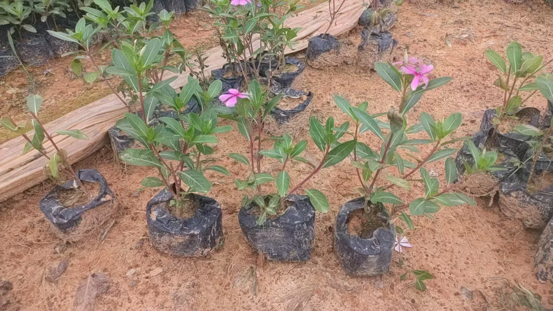 园林养护牛马日常