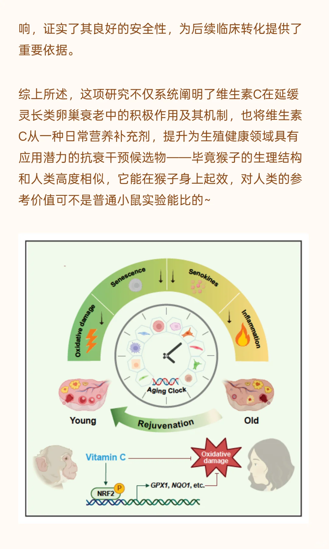 口服维生素C抗癌又抗衰？！