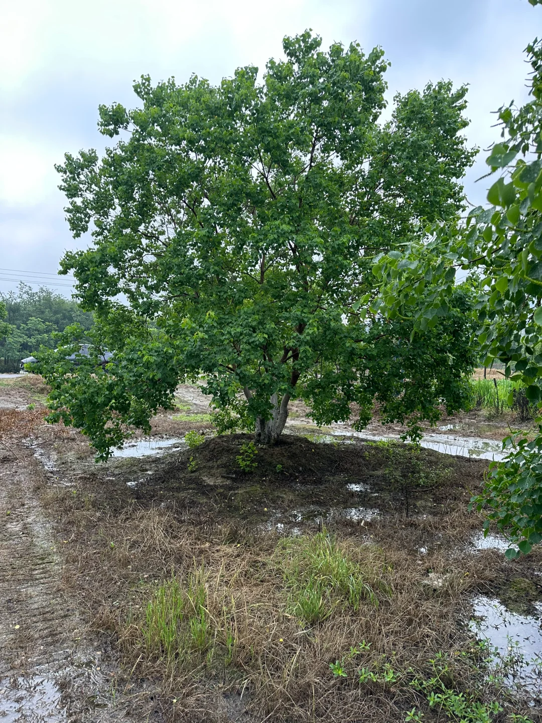 独本原生丛生乌桕秋季?与夏季?