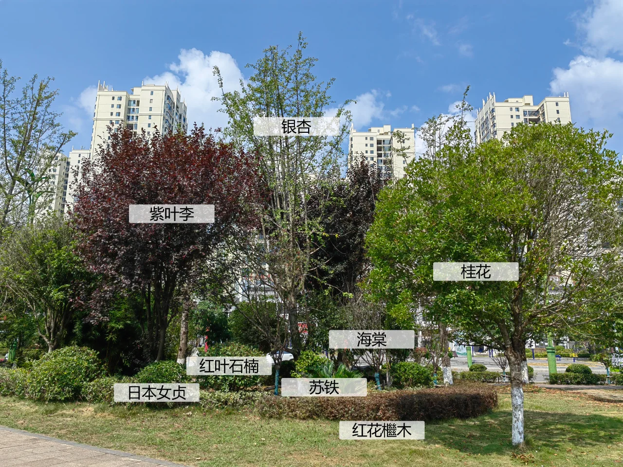 园林植物配置实景