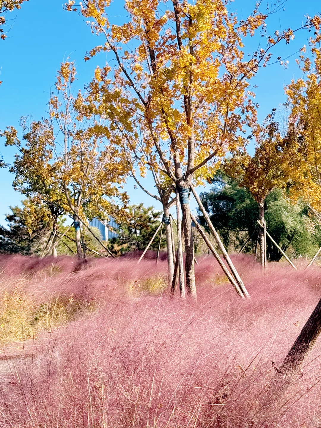 大兴永定公园|秋日里的粉色田野错过等一年