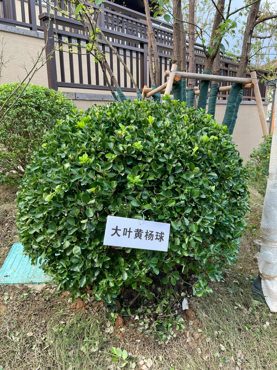 这是三年A班江直树?