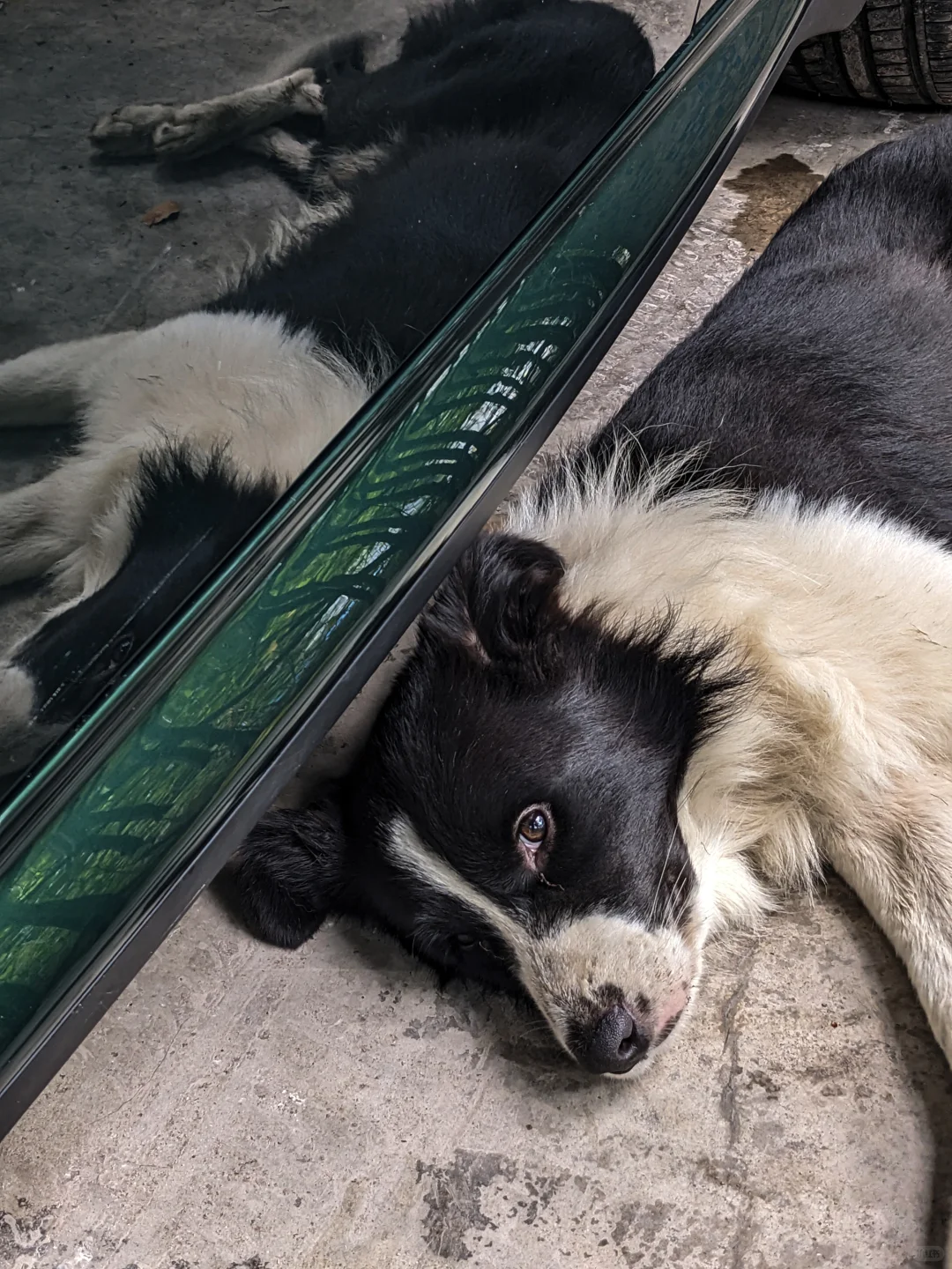 非硬核玩车日志:R55升级包围