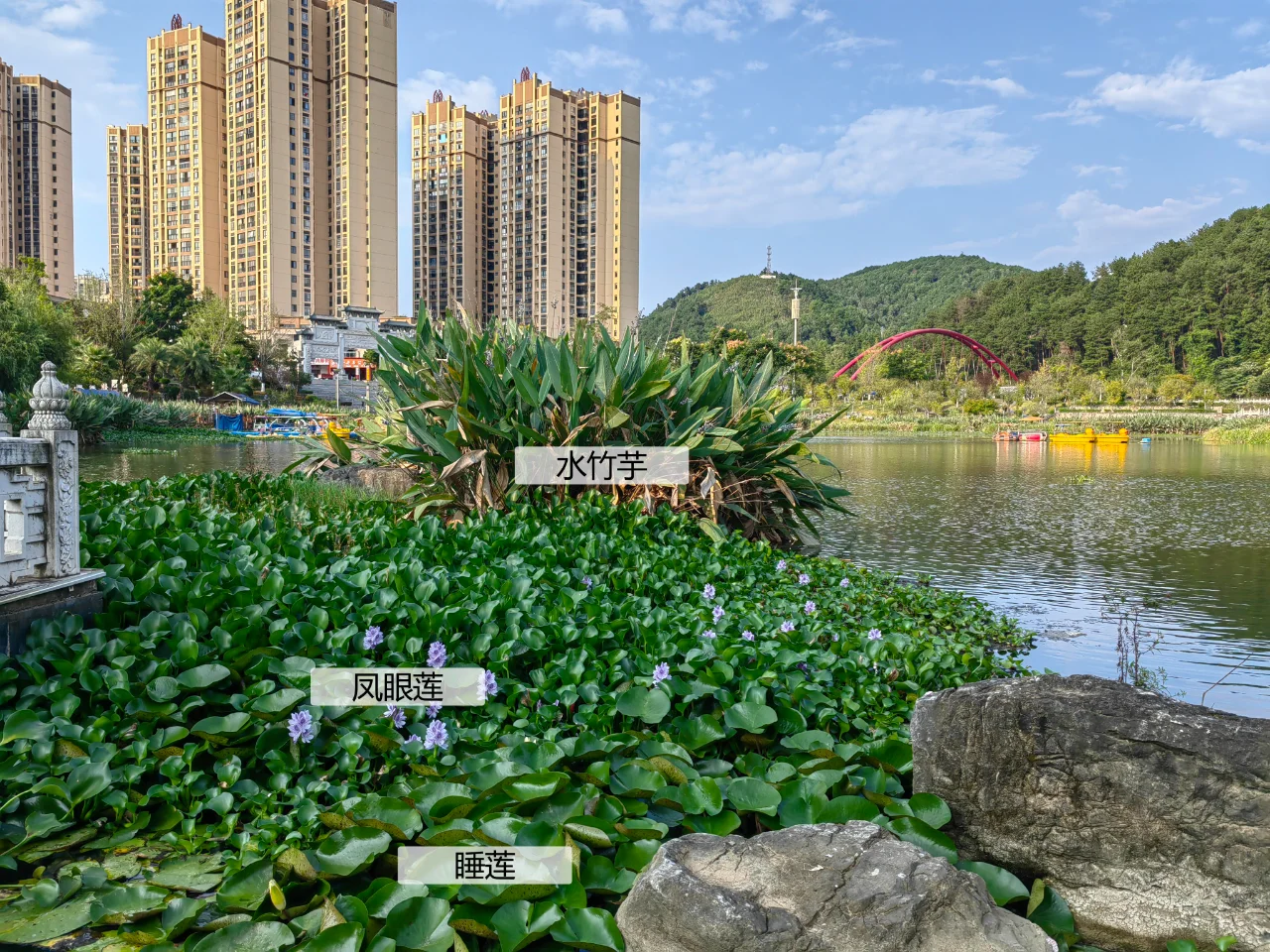 园林植物配置实景