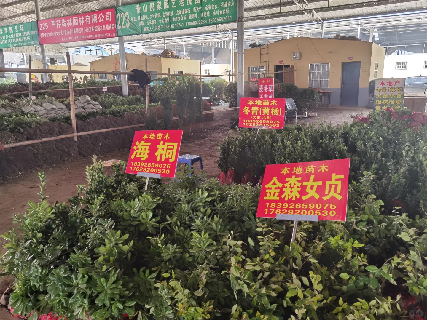 西部最大的苗木采购基地—裕盛苗木市场