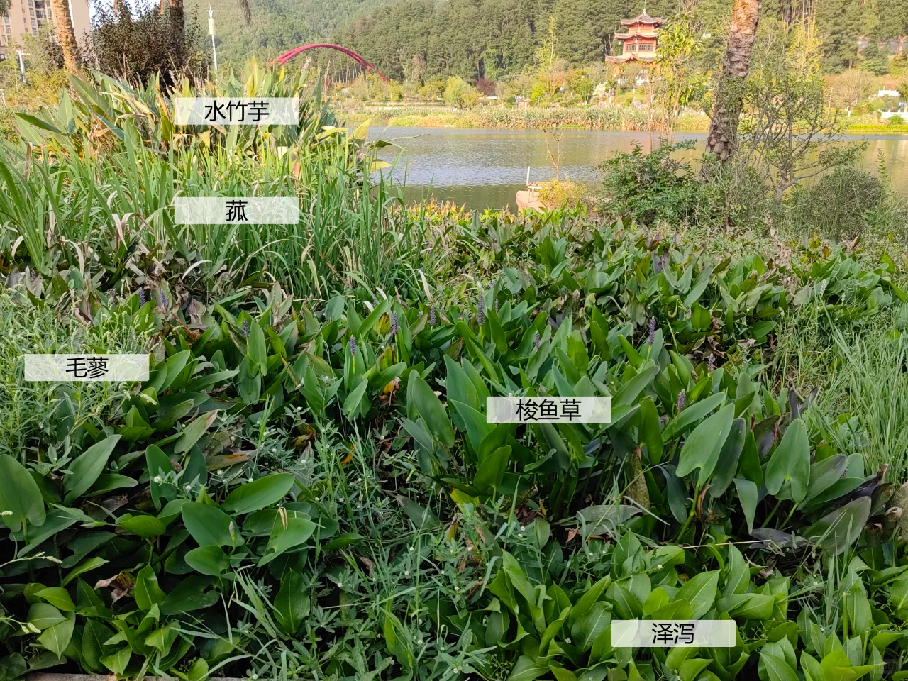 园林植物配置实景
