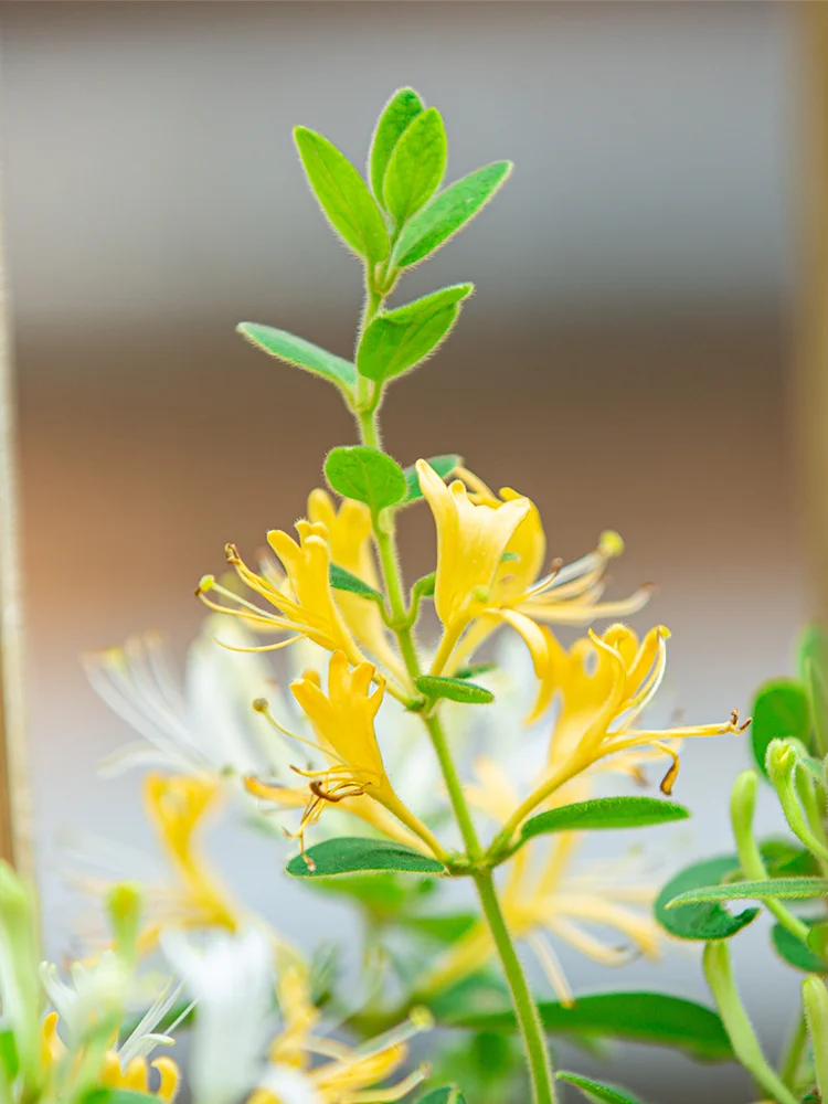 四季花开?金银花树苗盆栽上新啦！