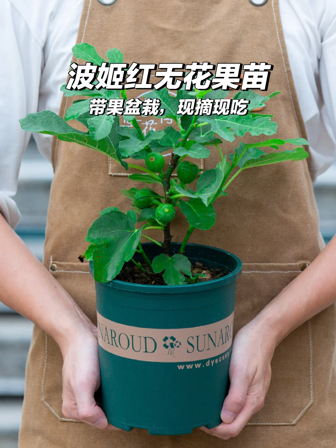 ?波姬红无花果树，阳台果园来袭✨