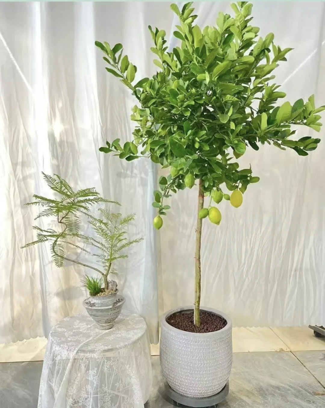 是柠檬树啊，柠檬树???