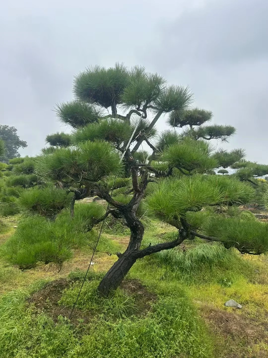 这种景观苗木，越种越值钱?