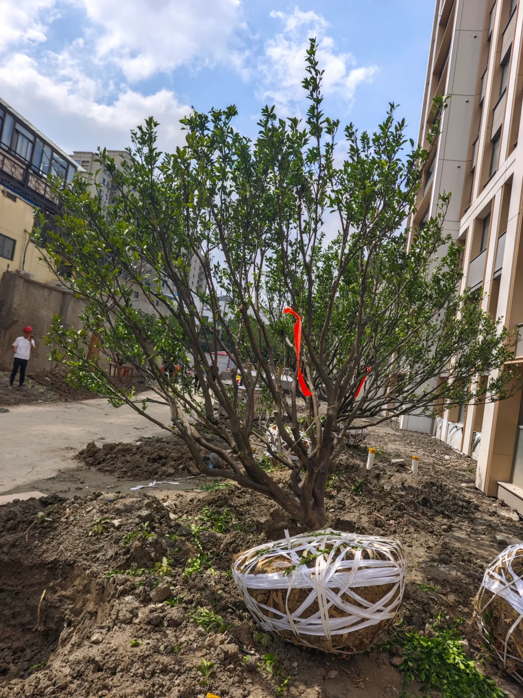 果树，乔灌木进场