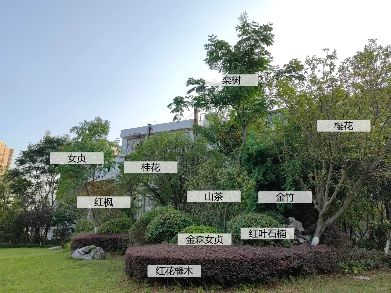 园林植物配置实景