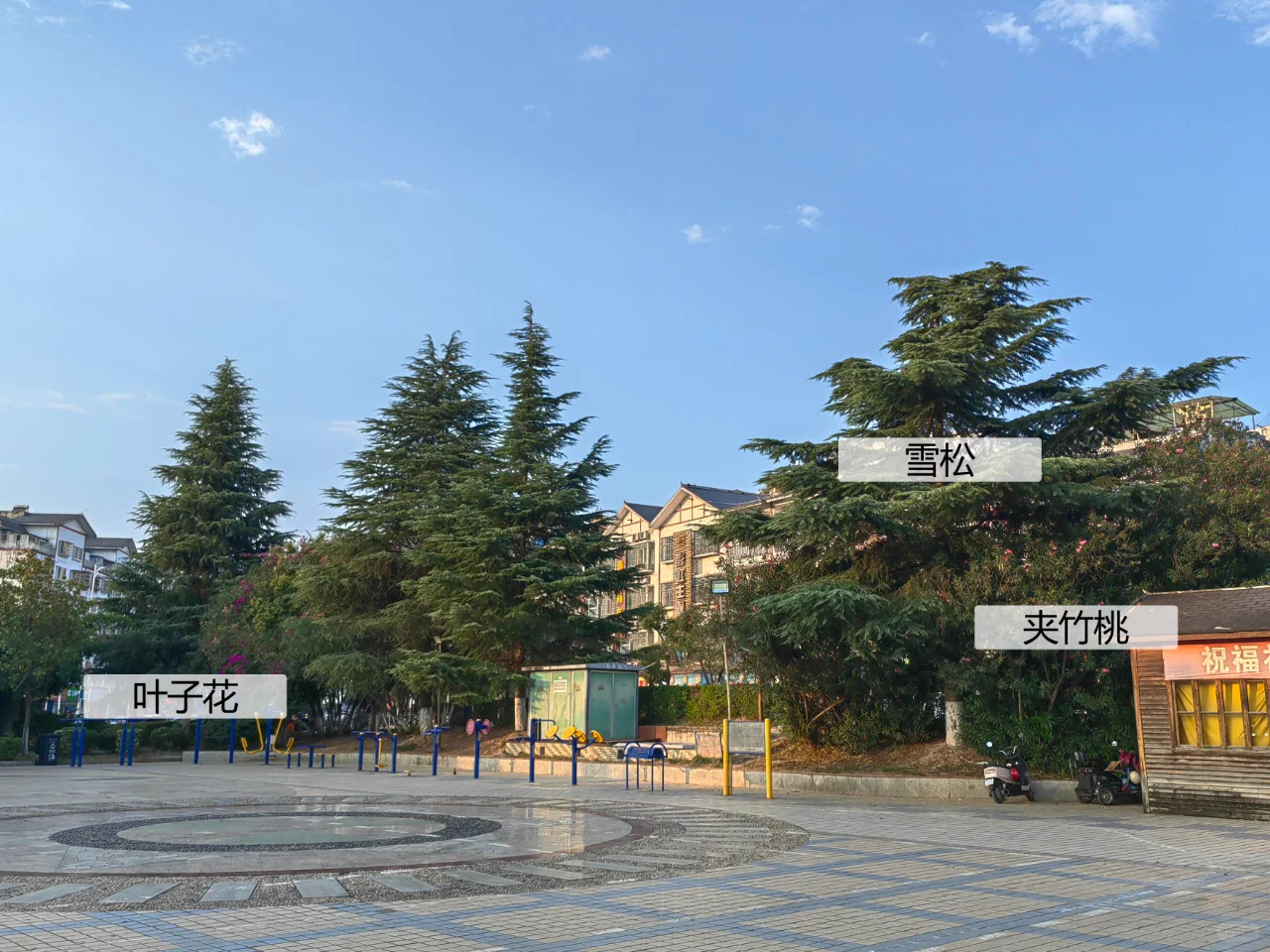 园林植物配置实景