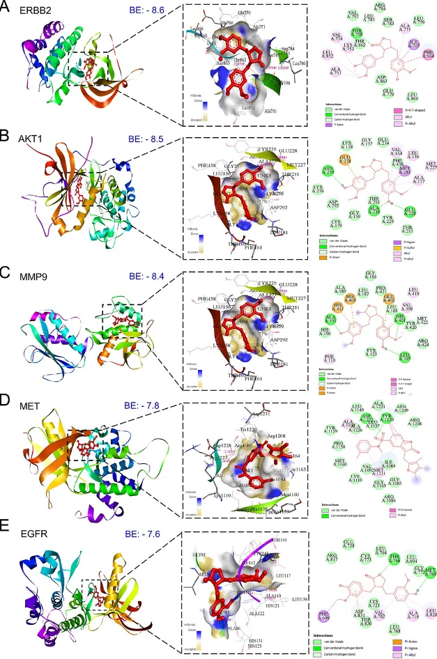 IF8.7网络药理学+生物信息学