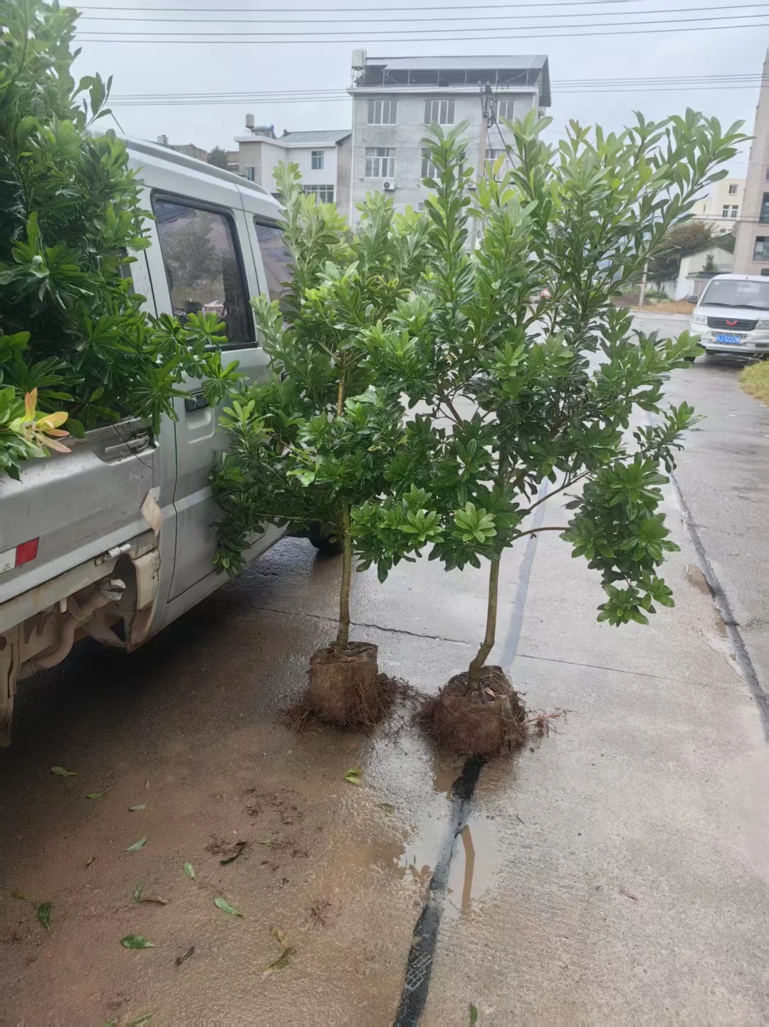 很适合种在院子里的东魁杨梅树形