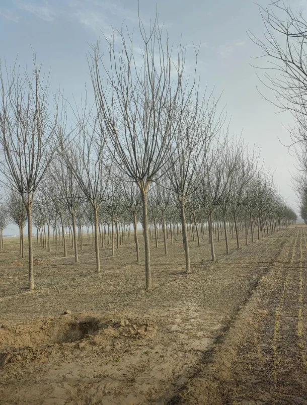 自家苗圃国槐出圃，有需要的吗