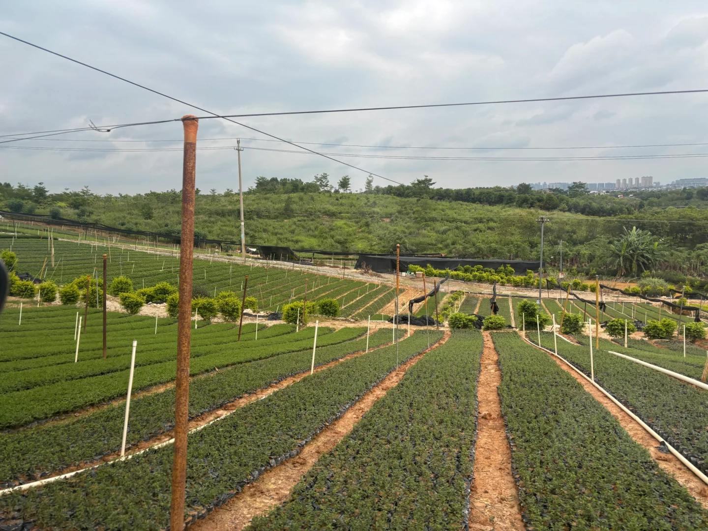 园林养护牛马日常