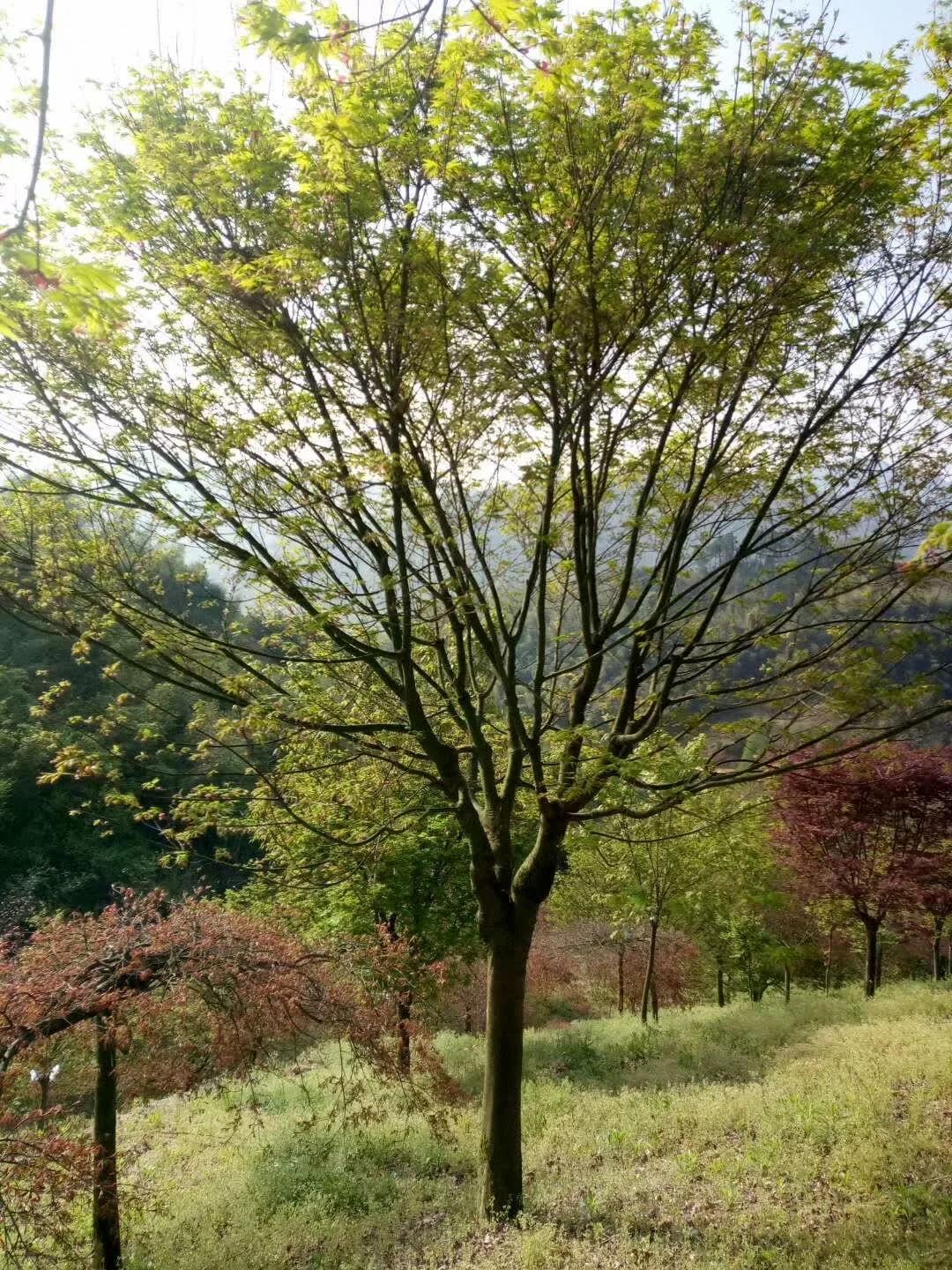 一园一树——鸡爪槭