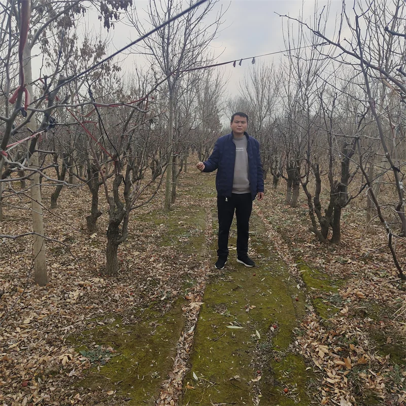 晚熟秋月梨树苗