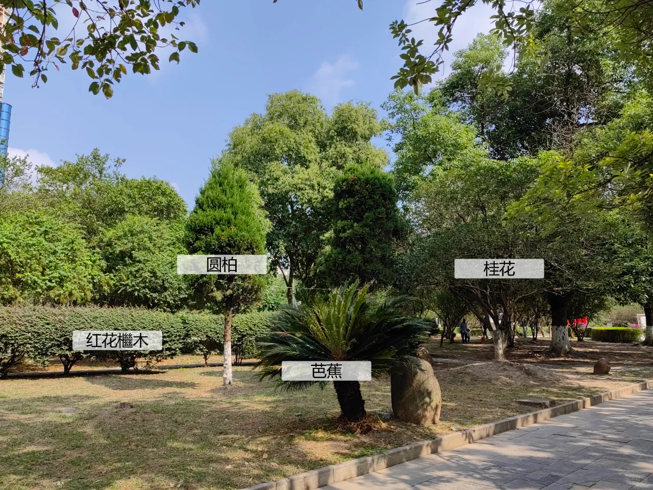 园林植物配置实景